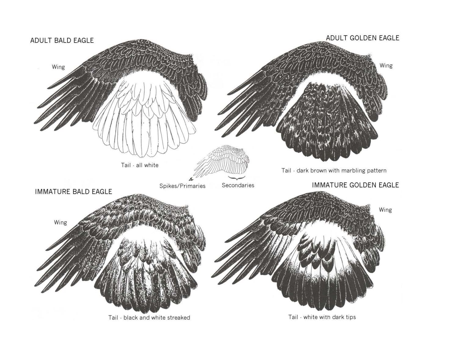 Eagle feather diagram.JPG FWS.gov